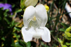 Penstemon ellipticus