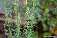 Anarrhinum bellidifolium