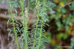 Anarrhinum bellidifolium