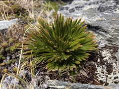 Aciphylla lecomtei