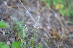 Anarrhinum bellidifolium