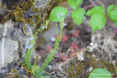 Anarrhinum bellidifolium