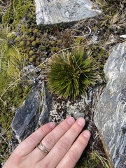 Aciphylla lecomtei