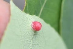Harmandiola