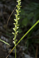 Microtis parviflora