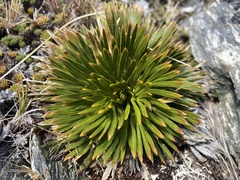 Aciphylla lecomtei