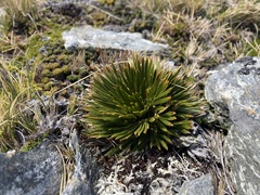 Aciphylla lecomtei