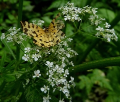 Pseudopanthera macularia