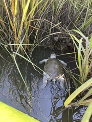 Malaclemys terrapin terrapin