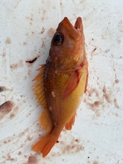 Sebastes constellatus