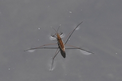 Limnoporus notabilis