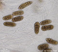 Dothideomycetes