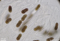 Dothideomycetes