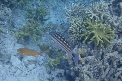 Lutjanus decussatus