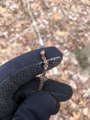 Phellodendron amurense