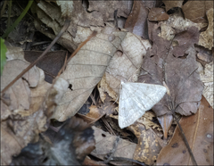 Chytolita morbidalis