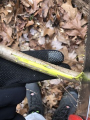 Phellodendron amurense