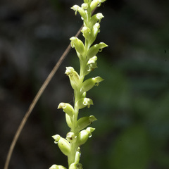 Microtis parviflora