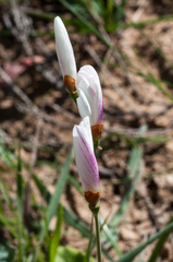 Hesperantha falcata