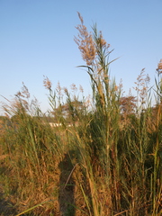 Phragmites mauritianus