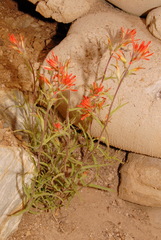 Castilleja applegatei pinetorum