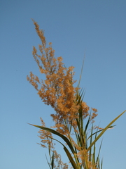 Phragmites mauritianus