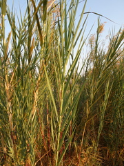 Phragmites mauritianus