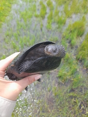 Acanthochelys spixii