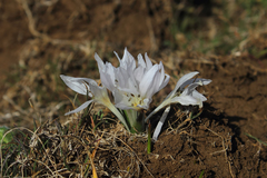 Colchicum szovitsii szovitsii