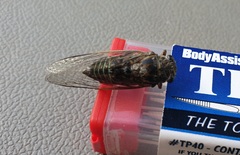 Physeema labyrinthica