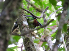 Aulacorhynchus prasinus