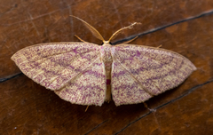 Cyclophora