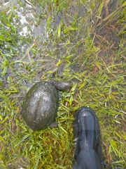 Acanthochelys spixii