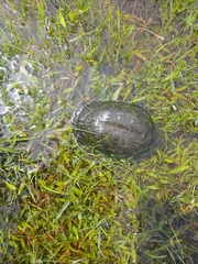 Acanthochelys spixii