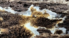 Serpula himantioides