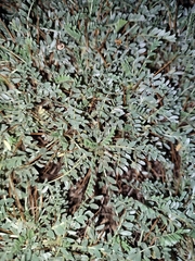 Astragalus tragacantha