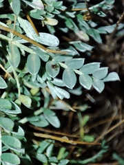 Astragalus tragacantha