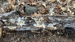 Serpula himantioides