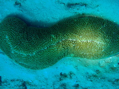 Ctenactis crassa