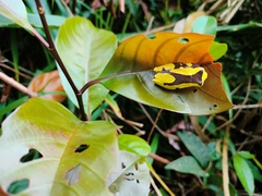 Dendropsophus leucophyllatus