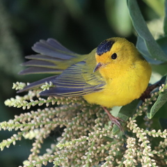 Wilson's Warbler photo 5