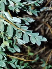 Astragalus tragacantha