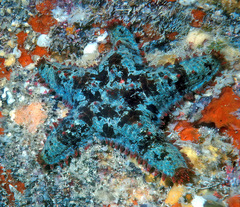 Asteropsis carinifera