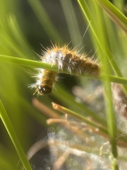 Thaumetopoea pityocampa