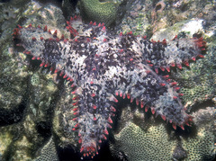 Asteropsis carinifera