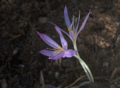 Colchicum turcicum