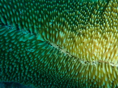 Ctenactis crassa