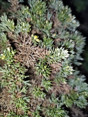 Ulex erinaceus