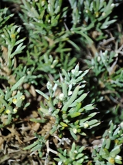 Ulex erinaceus