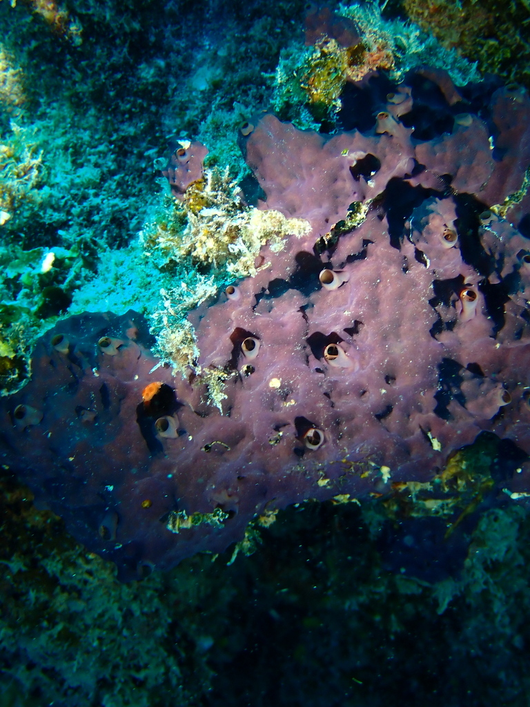 Aplysinella rhax